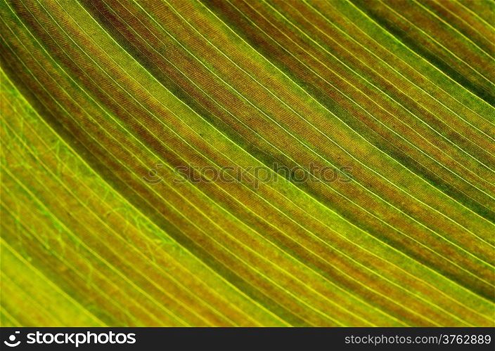 Closeup texture of a brown leaf, background