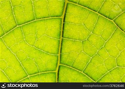 Closeup texture of a green leaf, background