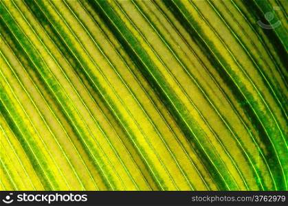 Closeup texture of a green leaf, background
