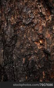 Closeup texture of burnt wooden bark