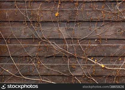 Closeup texture of creeping plant growing on old wooden fence