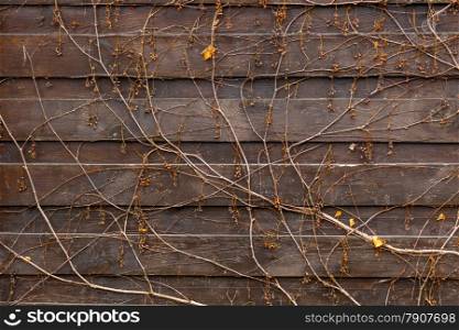 Closeup texture of creeping plant growing on old wooden fence