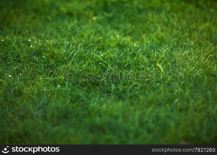 Closeup texture of emerald green grass lawn