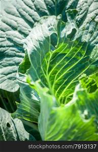 Closeup texture of fresh cabbage showing through sun on garden bed
