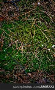 Closeup texture of fresh grass and moss growing at forest