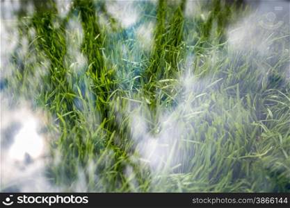 Closeup texture of fresh green grass covered by piece of glass