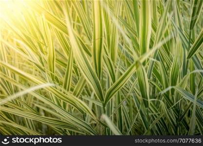 Closeup texture of long green grass at bright sun rays