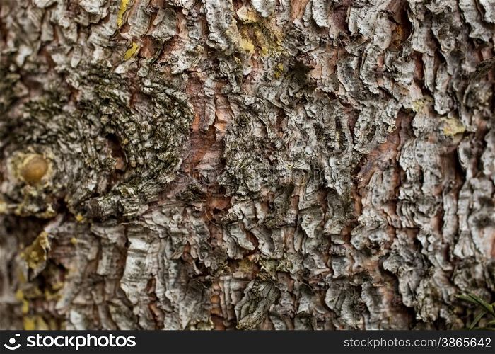 Closeup texture of pine tree bark