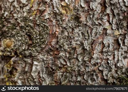 Closeup texture of pine tree bark