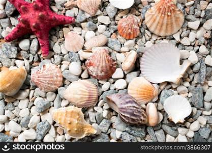 Closeup texture of sea bottom covered with colorful seashells and starfishes