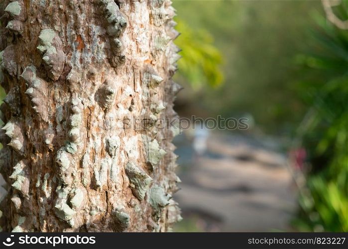 Closeup textured of the trunk of Kapok tree, Red silk cotton tree, Bombax ceiba tree in the garden, thorny bark