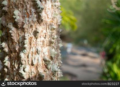 Closeup textured of the trunk of Kapok tree, Red silk cotton tree, Bombax ceiba tree in the garden, thorny bark