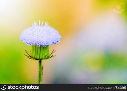 Closeup tiny blue flower. Closeup beautiful side of a tiny flower with pollen and blue petals is a weed in the meadow with sunlight on blur background