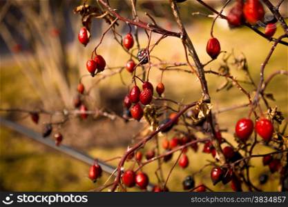 Closeup toned photo of barberry berries growing on bush