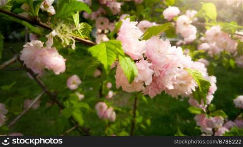Closeup toned photo of beautiful blossoming tree with pink flowers at early morning