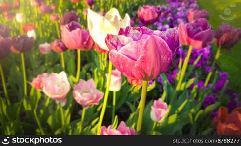 Closeup toned photo of beautiful pink and white tulips at early morning