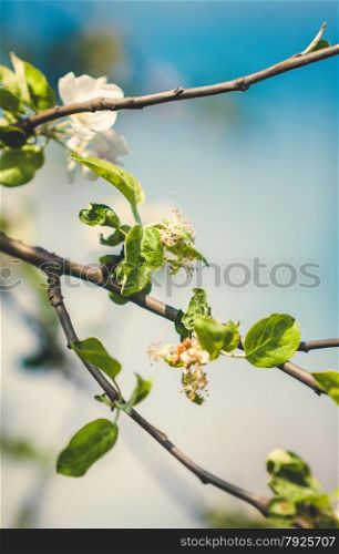 Closeup toned photo of white apple flowers on tree