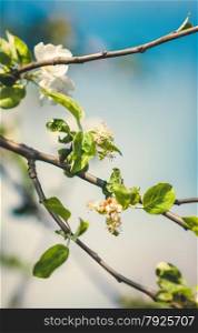 Closeup toned photo of white apple flowers on tree