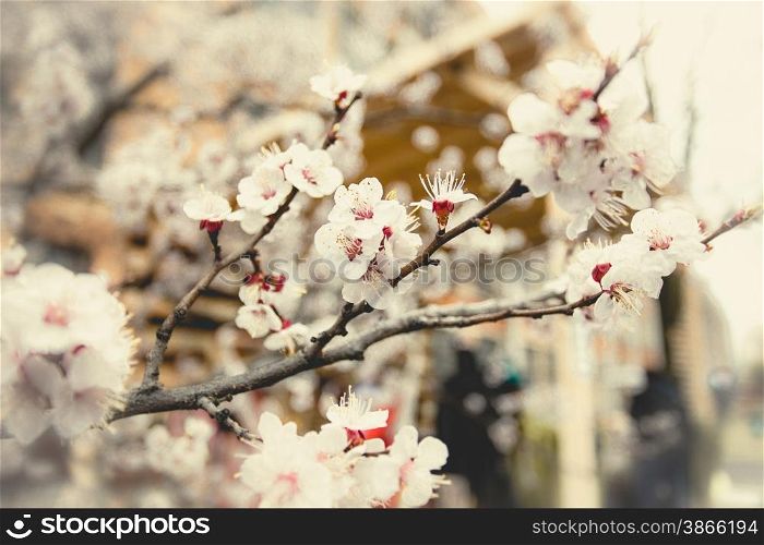 Closeup toned photo with soft focus of blossoming cherry tree at garden