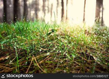 Closeup toned shot of green grass covered by dew at sunny day in forest