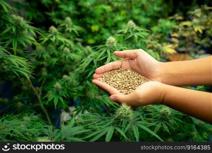 Closeup top view hands holding a heap of cannabis hemp seeds surrounded by a garden of gratifying green cannabis plants bloomed with buds. Grow facility for medical cannabis farm.. Closeup top view hand holding a gratifying heap of cannabis hemp seeds.