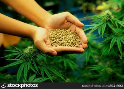 Closeup top view hands holding a heap of cannabis hemp surrounded by a garden of gratifying green cannabis plants bloomed with buds. Grow facility for medical cannabis farm.. Closeup top view hands holding a gratifying heap of cannabis hemp seeds.