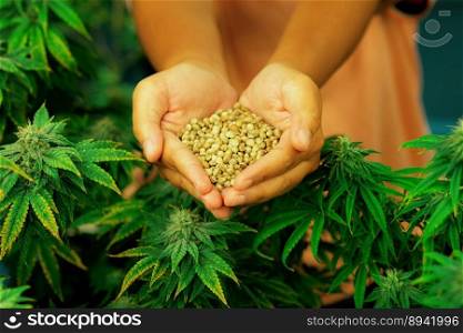 Closeup top view hands holding a heap of cannabis hemp surrounded by a garden of gratifying green cannabis plants bloomed with buds. Grow facility for medical cannabis farm.. Closeup top view hands holding a gratifying heap of cannabis hemp seeds.