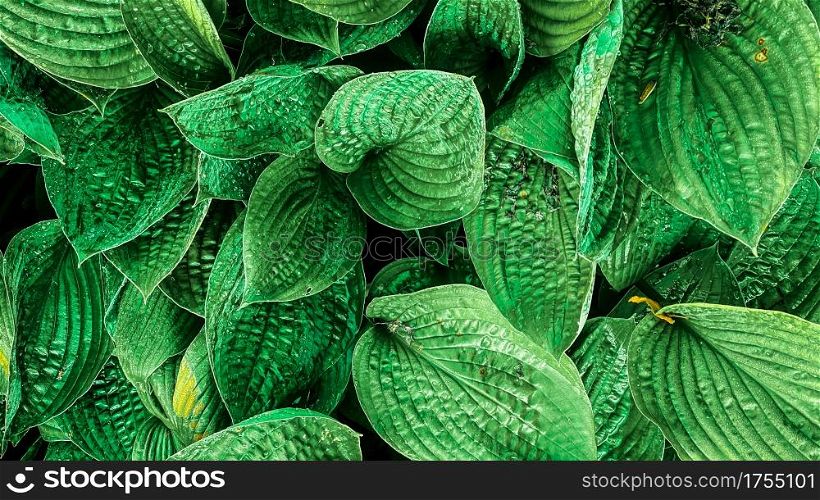 closeup tropical green leaves texture and dark tone process