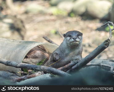 Closeup two cute Asian small-clawed otters (Amblonyx cinerea) playing in white plastic pipe.