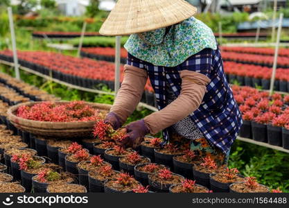 Closeup vietnamese farmer working with red flowers garden in sadec, dong thap province, vietnam,traditional and culture concept