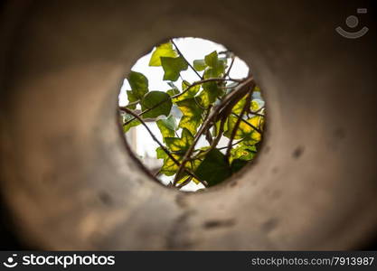 Closeup view from concrete pipe on growing plants