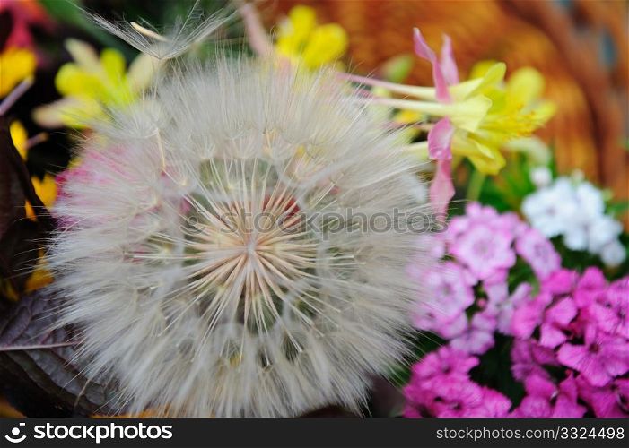 Closeup view looking into the tendrils of a giant Dandelion. showing indiviual seeds with detail of the umbrela with other colorful flowers in the background. Dandelion Puffball