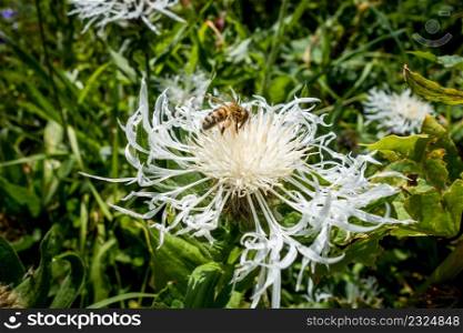 Closeup view of a bee pollinating a white centaurea flower. Closeup view of a bee pollinating a centaurea flower