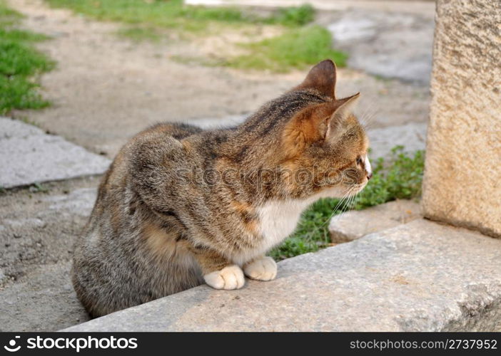 Closeup view of a cat watching aside