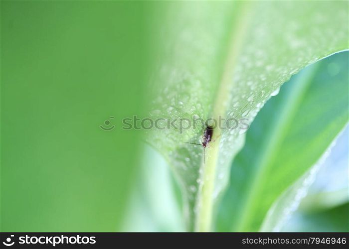 closeup view of an insect pest on a large tropical leaf