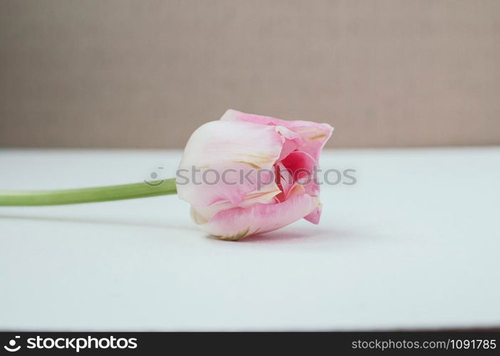 Closeup view of beautiful pink single tulip on contrast white and grey background, copy space