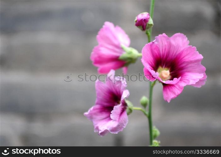 Closeup view of blooming Hollyhock flowers on a blurred background