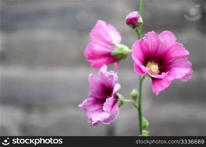 Closeup view of blooming Hollyhock flowers on a blurred background