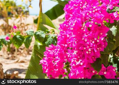 Closeup view of branch of bougainvillea with beautiful pink flowers in green tropical garden