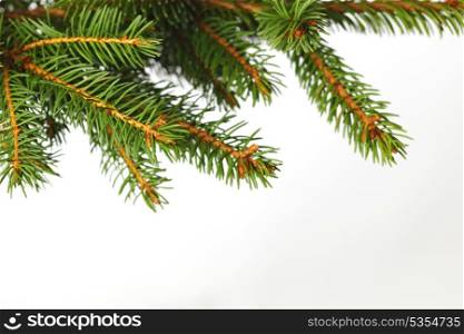 Closeup view of fir branch isolated on white background
