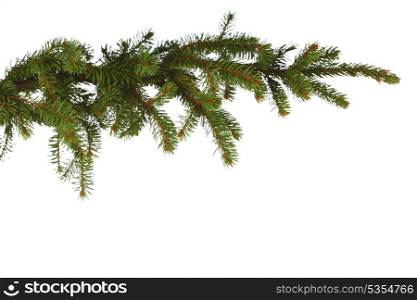 Closeup view of fir branch isolated on white background