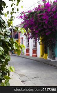 Closeup view of flower bloom on the colorful street of Cartagena, Colombia