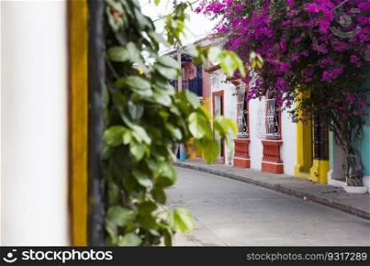Closeup view of flower bloom on the colorful street of Cartagena, Colombia
