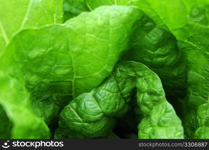 Closeup view of fresh green celery cabbage growing in spring