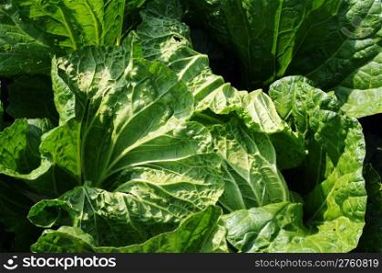 Closeup view of fresh green celery cabbage growing in the fields