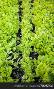 Closeup view of garden bed with lettuce