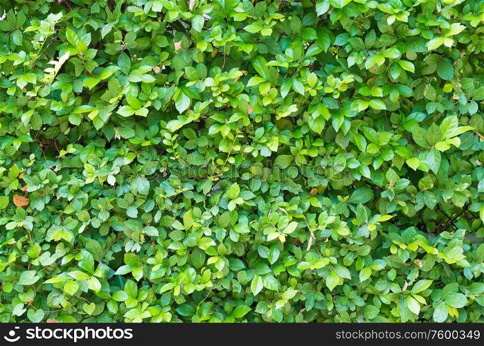 Closeup view of green plant foliage texture with tiny leaves. Can be used as nature background or flora concept