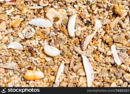Closeup view of many colorful sea shells at coral beach. Can be used as nature summer background