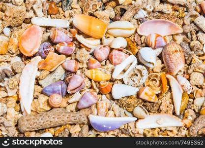 Closeup view of many colorful sea shells at coral beach. Can be used as nature summer background