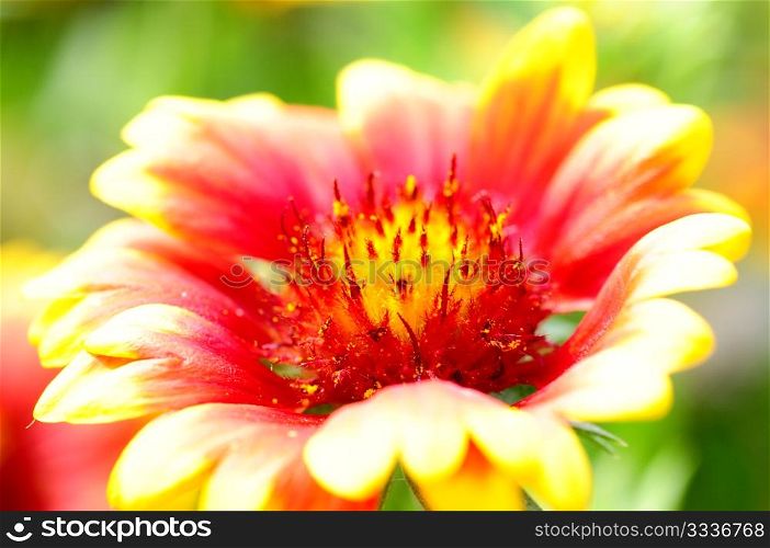 Closeup view of red and orange flower